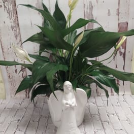 Potted peace lily with white blooms in a white angel planter