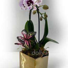 Mini-Orchid Plant