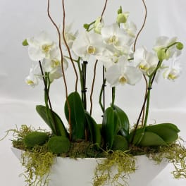 Bright Elegance