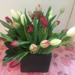 Bouquet of red and white tulips in a black square vase
