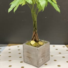 Money box