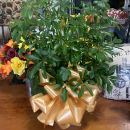Small Leaf Schefflera Plant