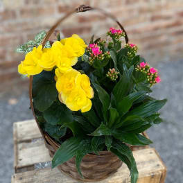Basket of yellow flowers and pink blooms with dark green foliage