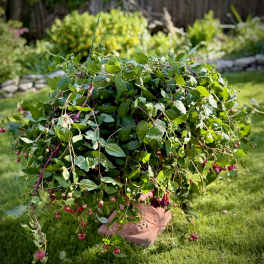 Large Fuchsia Purple & Pink Outdoor Hanging Basket (ONLY 1 AVAILABLE)