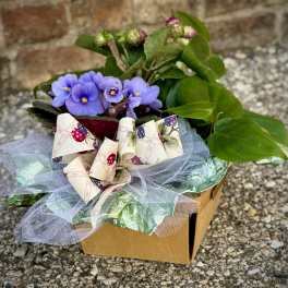 Violet and Philodendron Basket