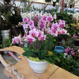 Garden Party