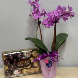 Pickelball Orchid & Chocolates