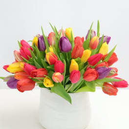 Colorful tulips arranged in a white vase