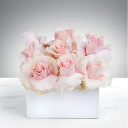 Marshmallow Dreams By BloomNation™