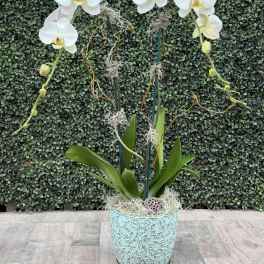 ORCHID OF THE WEEK
