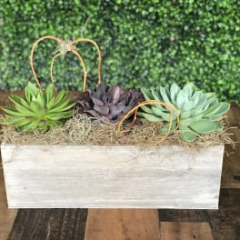 SUCCULENTS IN A WOODEN CONTAINER