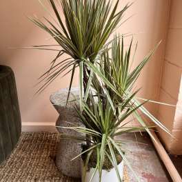 Two potted dracaena plants with long striped leaves