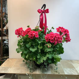 Premium Geranium Hanging Basket