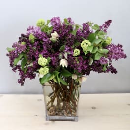 Purple lilac bouquet in a clear square vase with green blooms