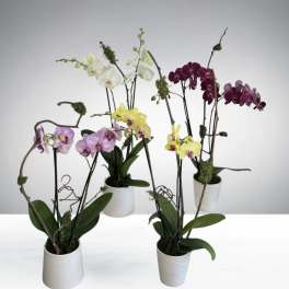 Double Stem Orchid