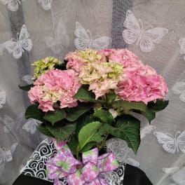 Potted pink hydrangea arrangement with a decorative ribbon bow