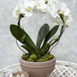 Large Infinity Orchid