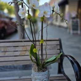 Buddha Orchid