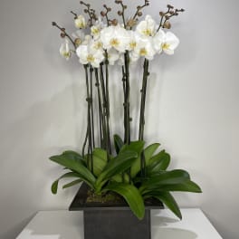 Gorgeous White