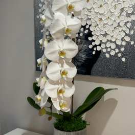 Premium white