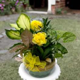 Potted arrangement with yellow flowers and assorted green foliage in a ceramic bowl