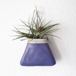 Air plant in a small purple hanging pouch