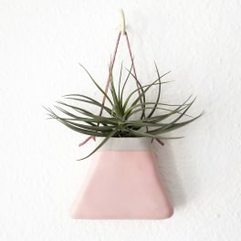 Potted air plant in a pink hanging planter