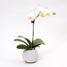 White orchid plant in a round ceramic pot