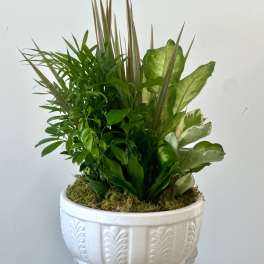 Dish Garden Westford Florist 10"