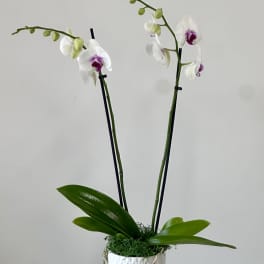 White Phalaenopsis Orchids by Westford Florist Art by Veny