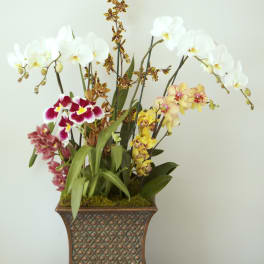 Orchids, Orchids And Even More Orchids