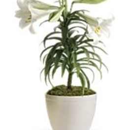 Potted plant with white flowers in a white container