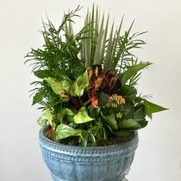 Dish Garden by Westford Florist Floral Art by Veny 12-inches, including blooming Kalanchoe.