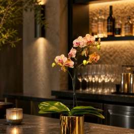 Prestigious Orchid Miami