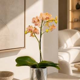 Exclusive Orchid Miami