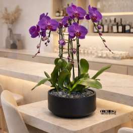 Purple orchids in a black bowl planter on a table