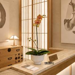 Sumptuous Orchid Miami
