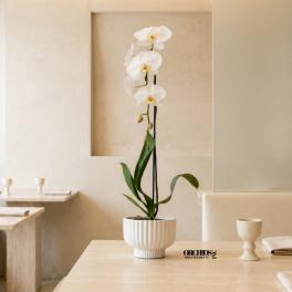Premium Orchid Miami