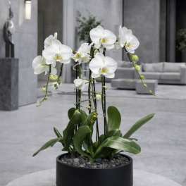 White orchids in a black round planter on a table