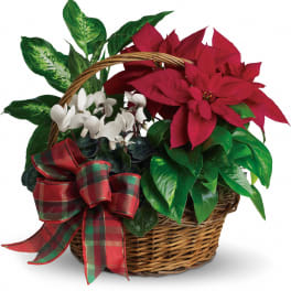 Basket of red poinsettias and white flowers with assorted green plants and a plaid bow.