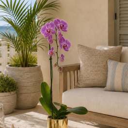 Regal Orchid Miami