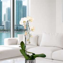 Signature Orchid Miami