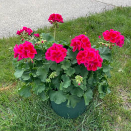 Potted Geranium