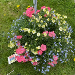 Hanging basket of pink, yellow, and blue flowers