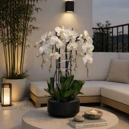 Get Well Orchid Miami