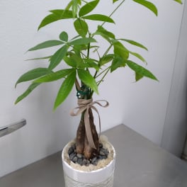 Potted money tree plant in a white ceramic container with a ribbon bow