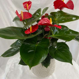 Potted anthurium plant with red blooms in a patterned ceramic pot