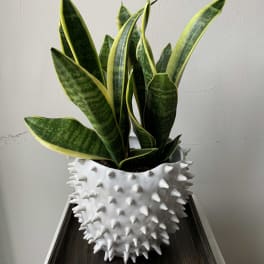 Snake plant in a white spiked ceramic pot