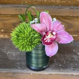 Uno, Duo or Trio Orchid Minis in 3"x4" Cylinders