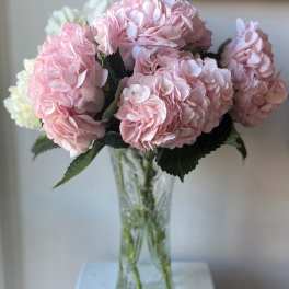 6 Lux Pink Hydrangeas Beautifully Wrapped